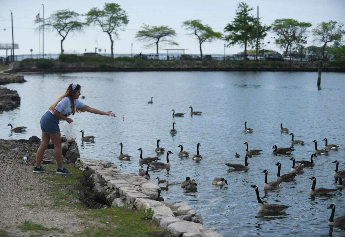 Stamford's Hillary Chuco, 13, feeds geese at Cummings Park in Stamford, Conn. Sunday, May 23, 2021. Stamford's Parks and Facilities manager wants to start a goose control program at Cummings Beach.