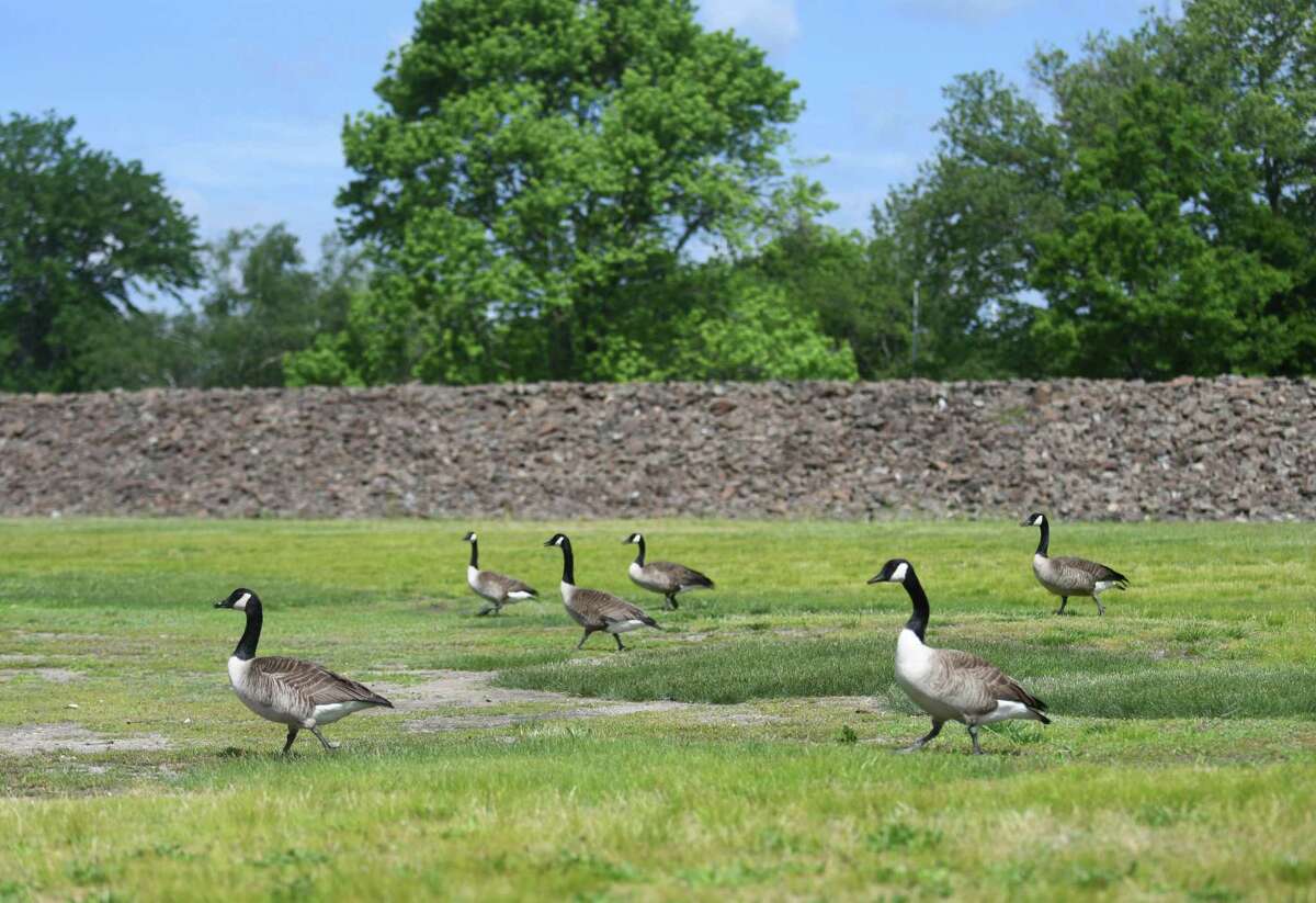 Geese graze at Cummings Park in Stamford, Conn. Sunday, May 23, 2021. Stamford's Parks and Facilities manager wants to start a goose control program at Cummings Beach.