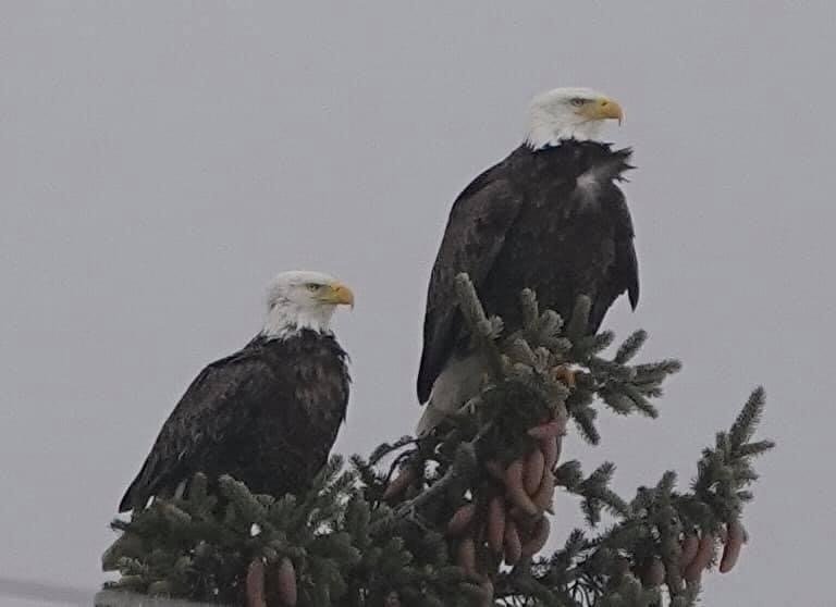 Tom Lounsbury: What a great comeback for the bald eagle - Vimarsana News