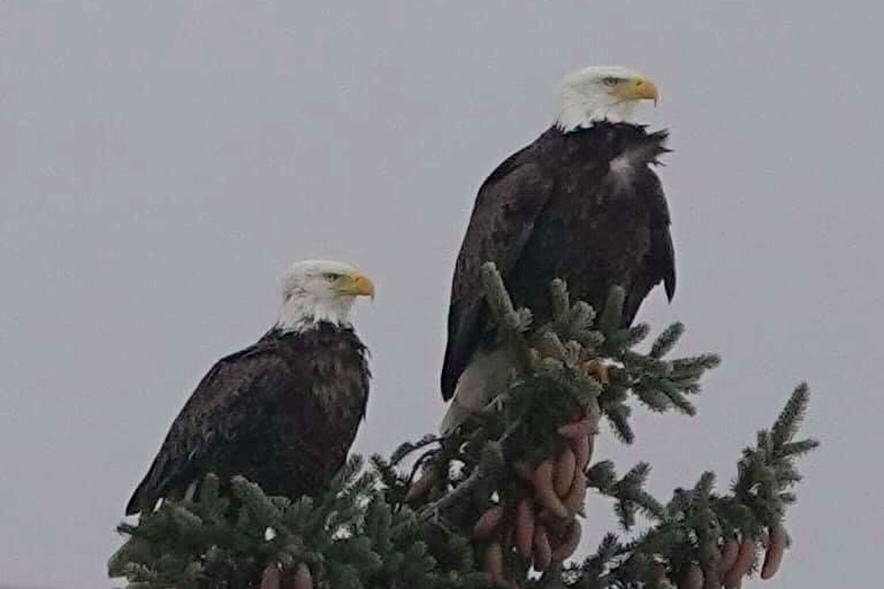 Can A Bald Eagle Kill A Small Dog