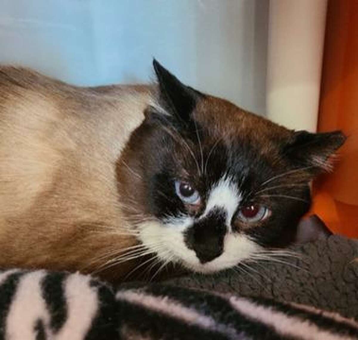 Nino, a cat in Ridgefield, needs his forever home. He can be met by calling the ROAR-Donofrio Family Animal Shelter at (203)-438-0158 for an appointment.