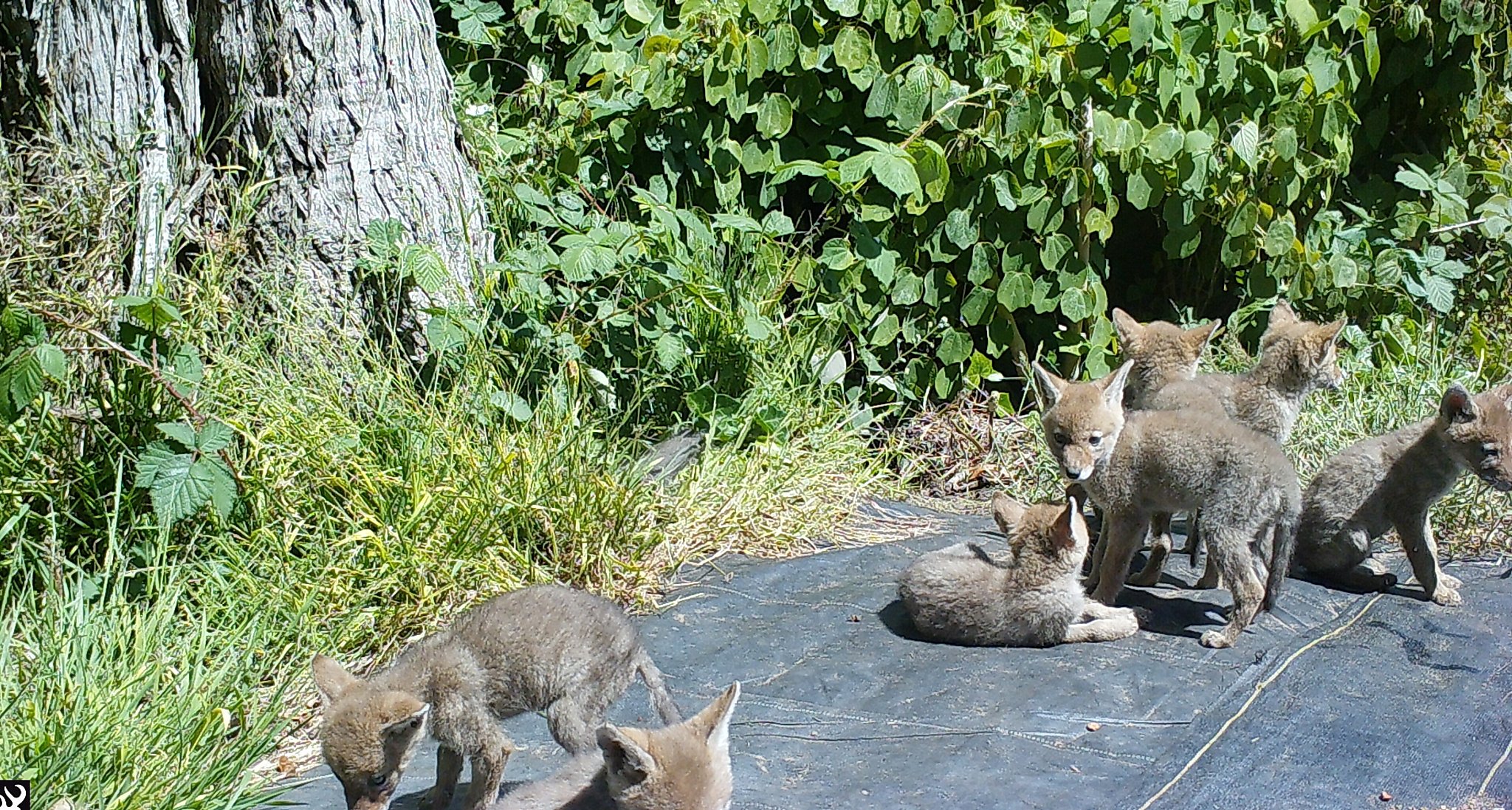 The story behind the 7 baby coyotes living in the San Francisco