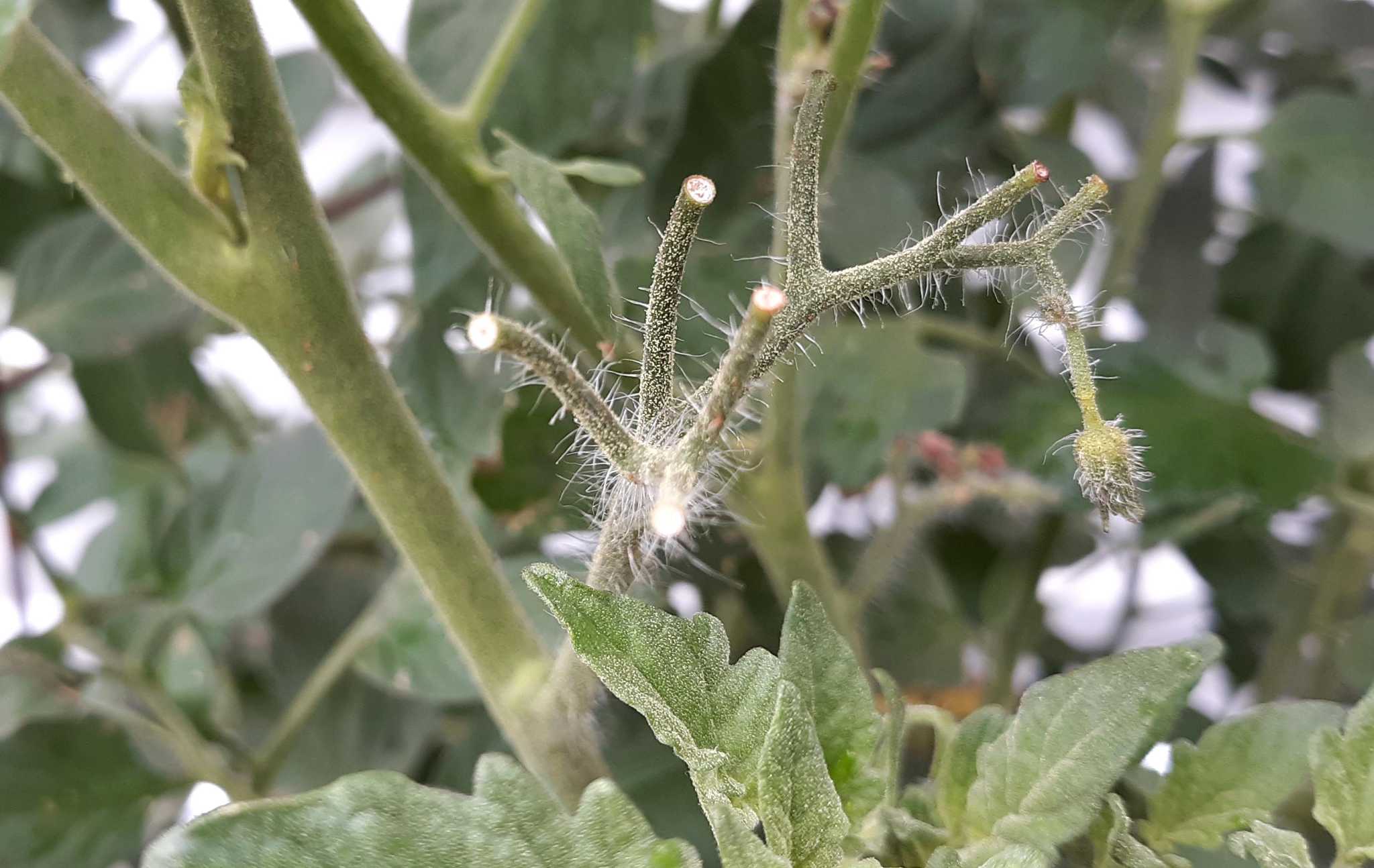 Tomato blooms fall off without fruiting when plant ill-suited to Texas - Vimarsana News