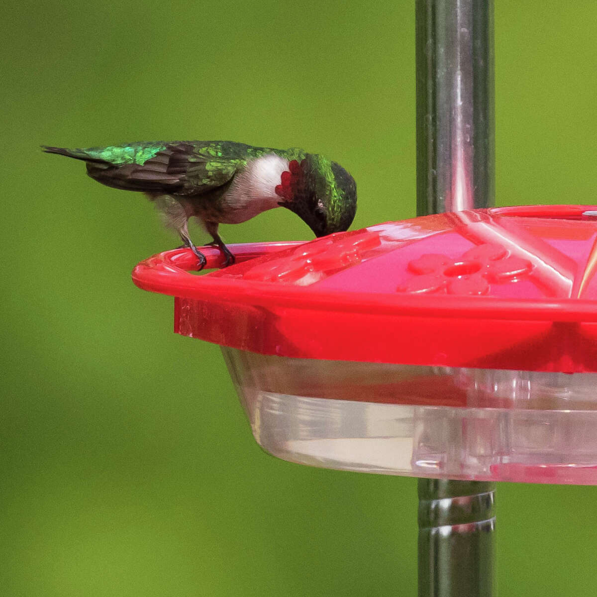 Local photographer Tom Voss captured photos of birds, like the ruby-throated humming bird, in his backyard recently.