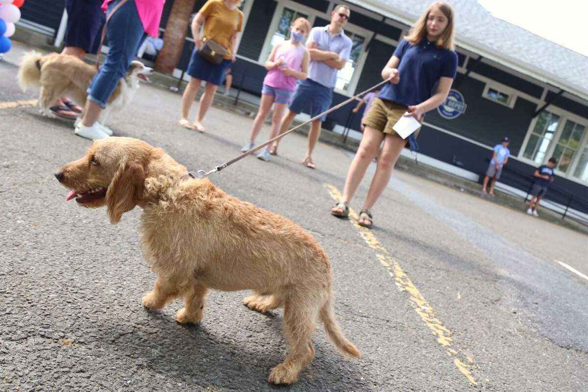 6 ways to hang out with your dog in Connecticut