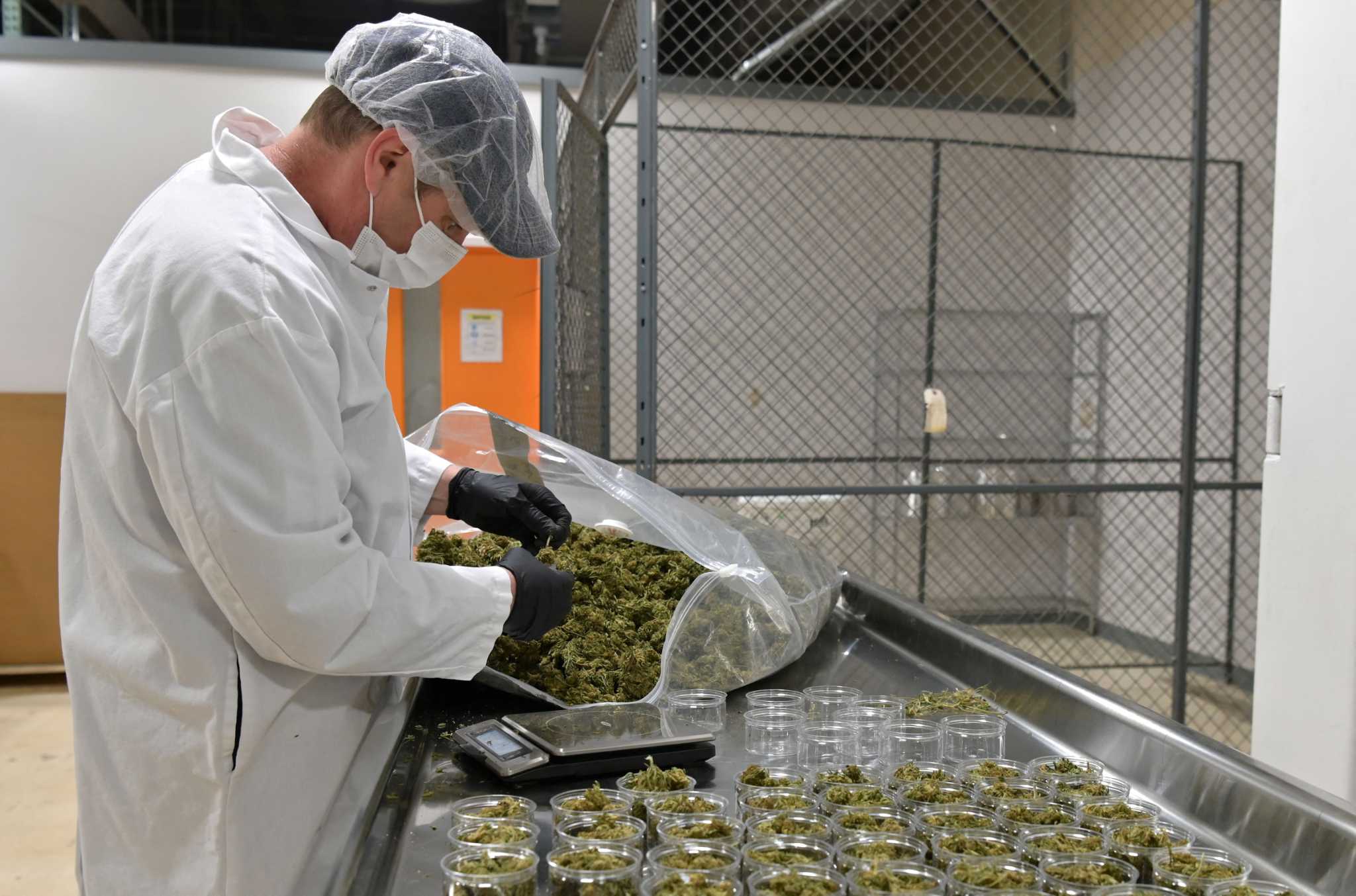 Hemp caught between cannabis reform and agricultural regulation - Vimarsana News