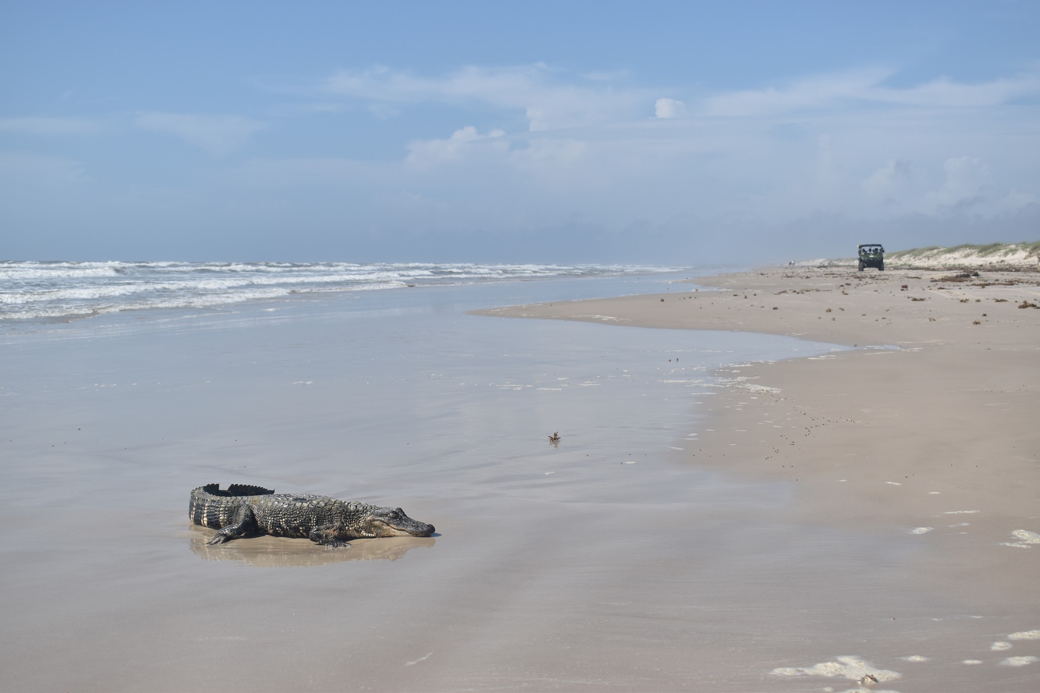 Young alligator traveled from Louisiana to Texas beach - Vimarsana News