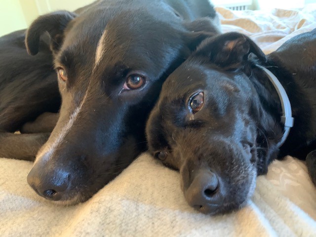 Rescue dogs and their stories - Vimarsana News
