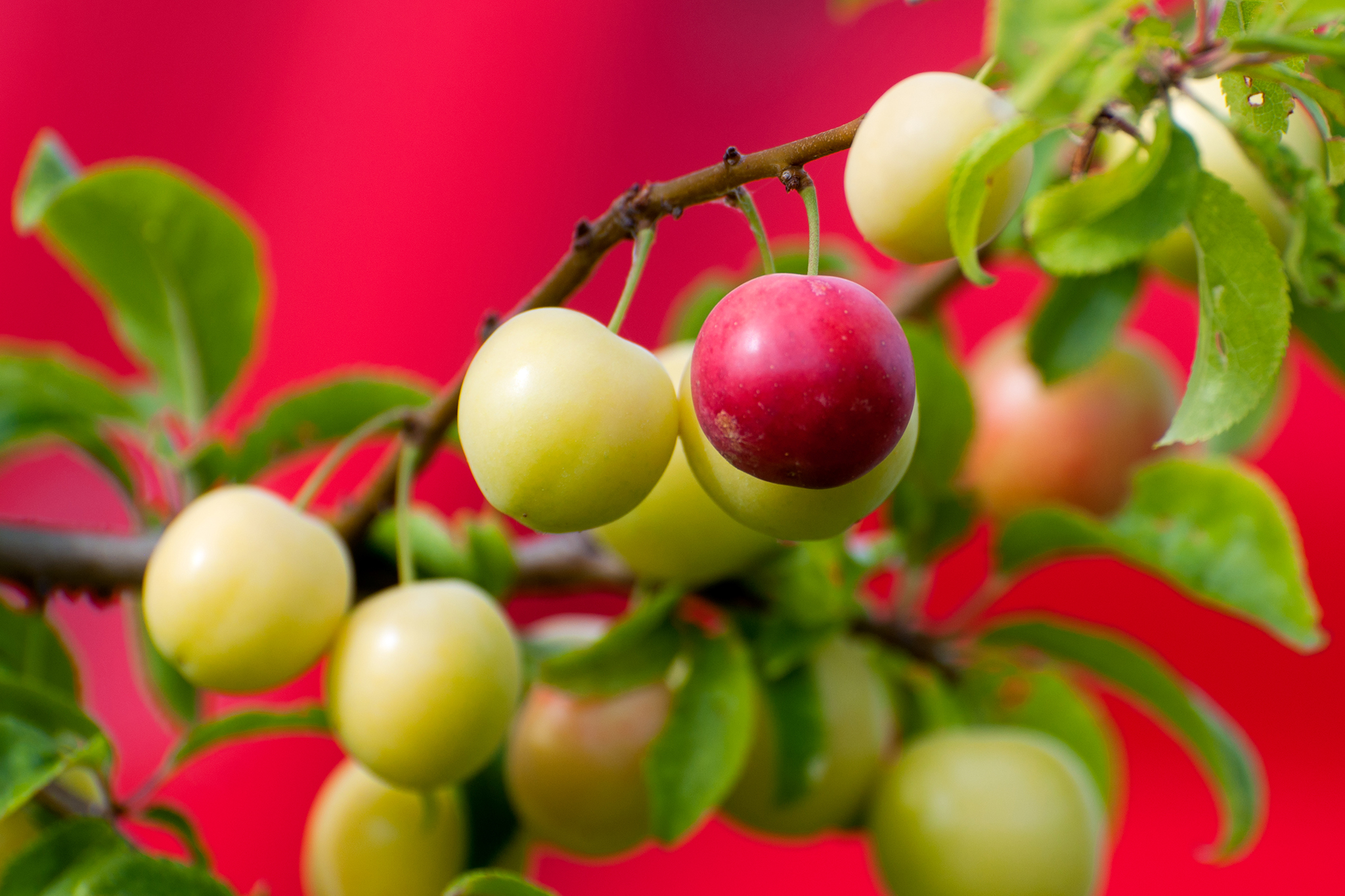 How to grow your own fruit trees in a small outdoor space - Vimarsana News