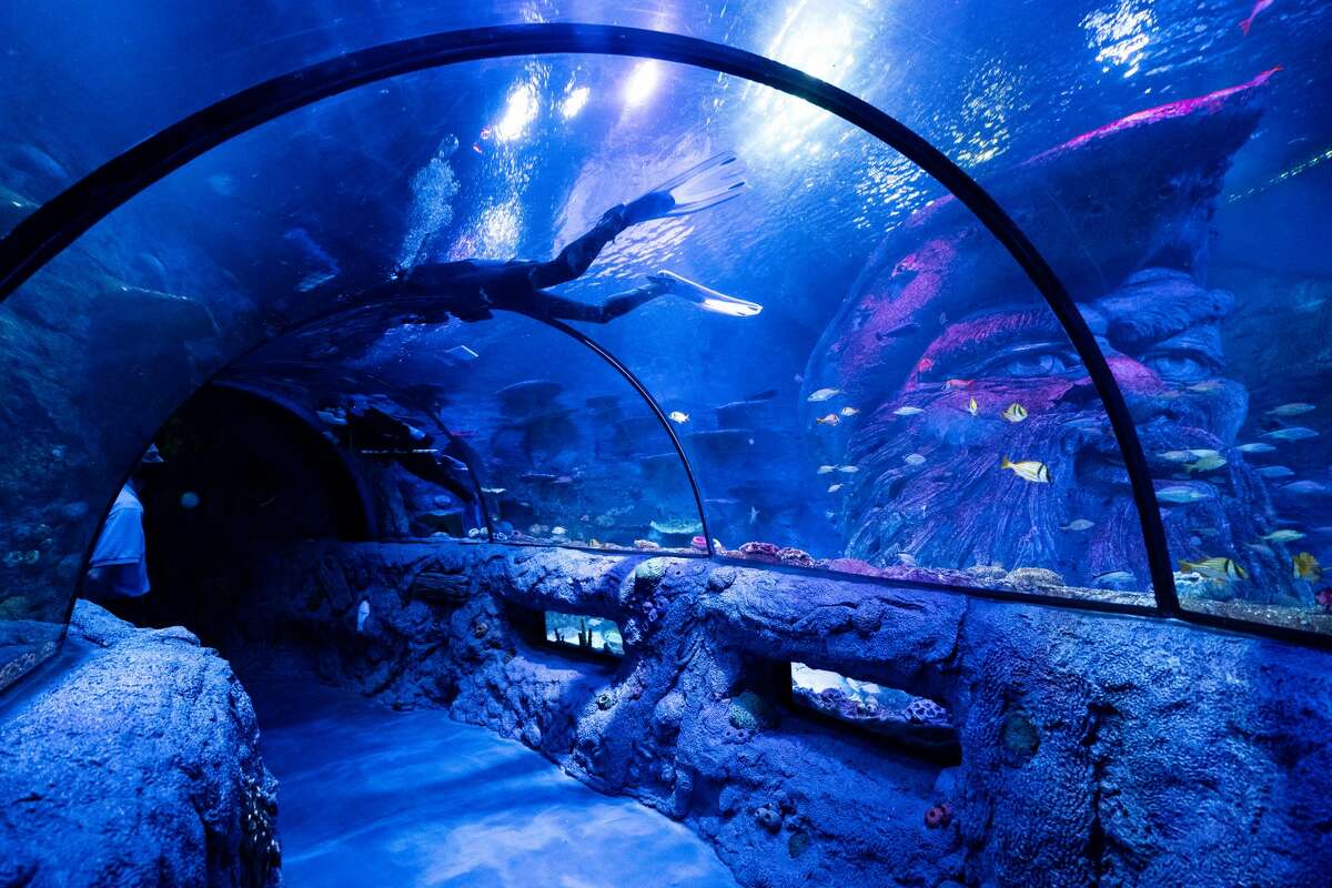 SeaLife SA is now open. Here's what to know.