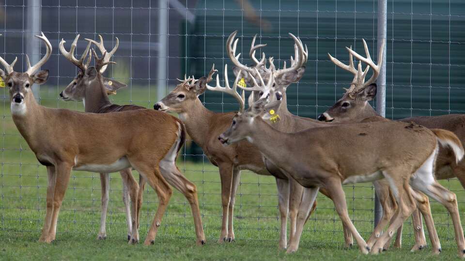 Chronic wasting disease was recently detected at deer breeding facilities in Hunt, Uvalde, Mason and Matagorda Counties. (Photo by James Nielsen / Chronicle)