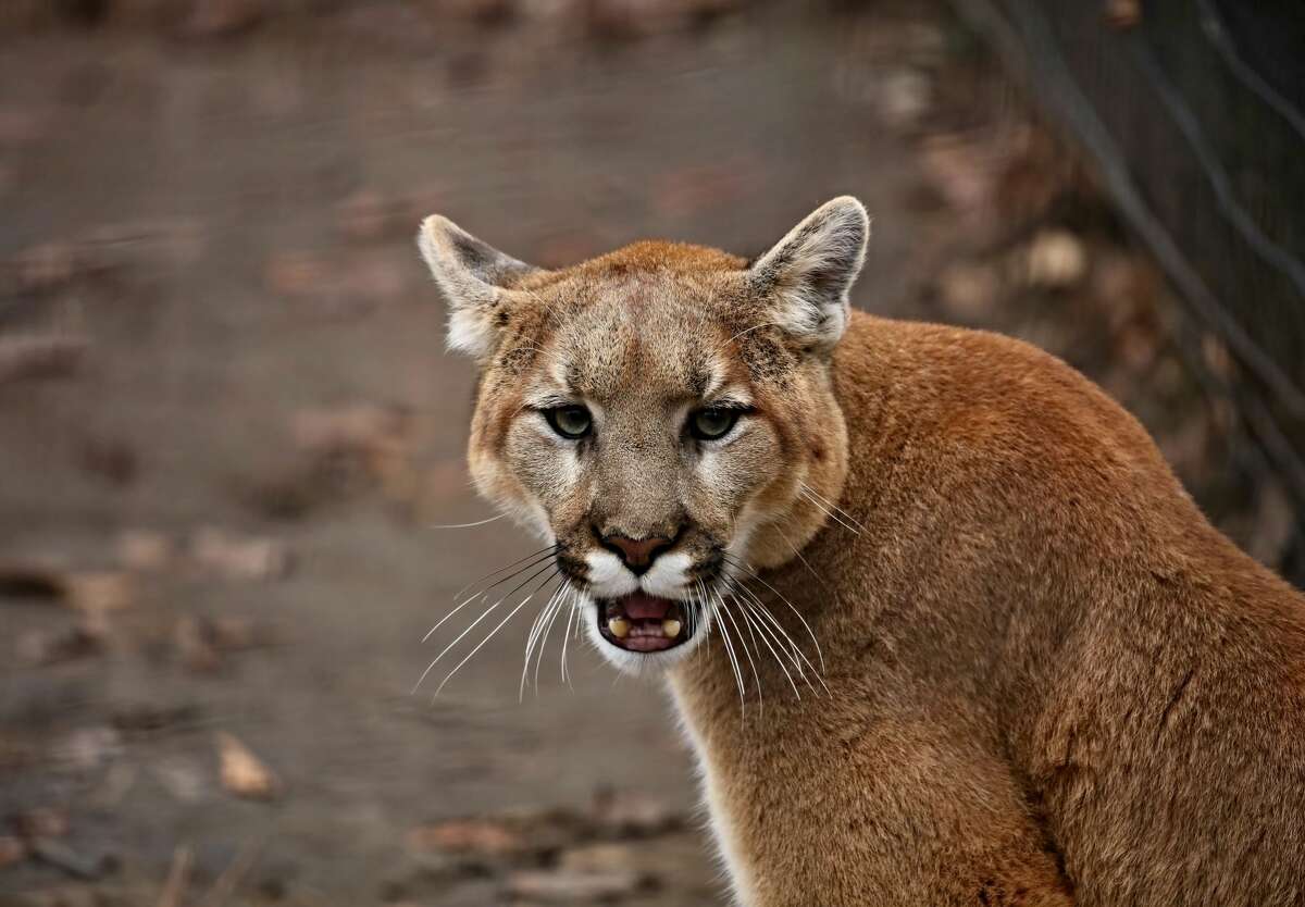 The cougar is commonly known by other names including catamount, mountain lion, panther and puma.