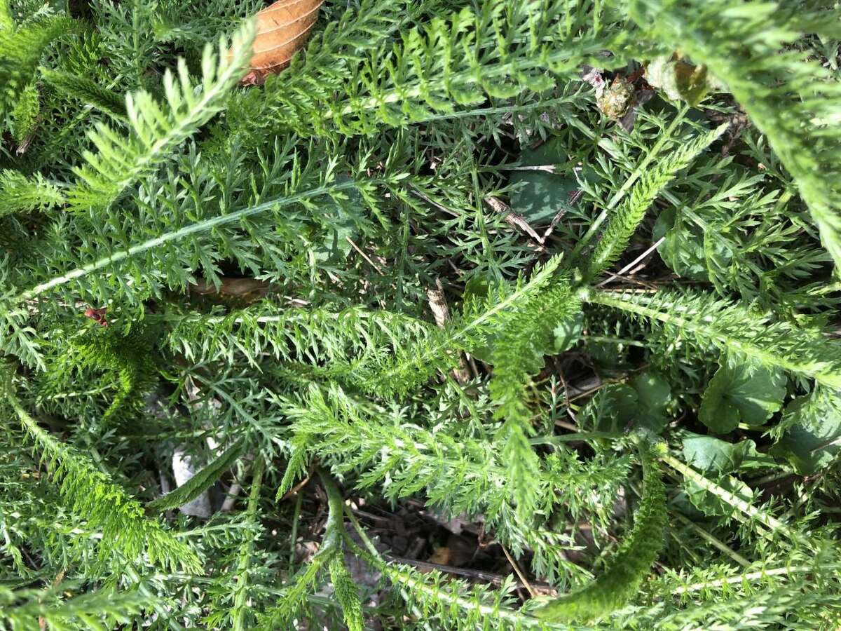 Sam Nunes, who is an environmental educator at the Woodcock Nature Center in Wilton, writes this monthly guest column titled: