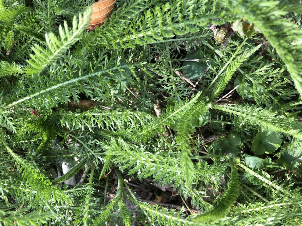 Sam Nunes, who is an environmental educator at the Woodcock Nature Center in Wilton, writes this monthly guest column titled: “The Naturalist,” about the plants called yarrow, that are also known as common yarrow, in “Loving our lawn weeds yarrow.”