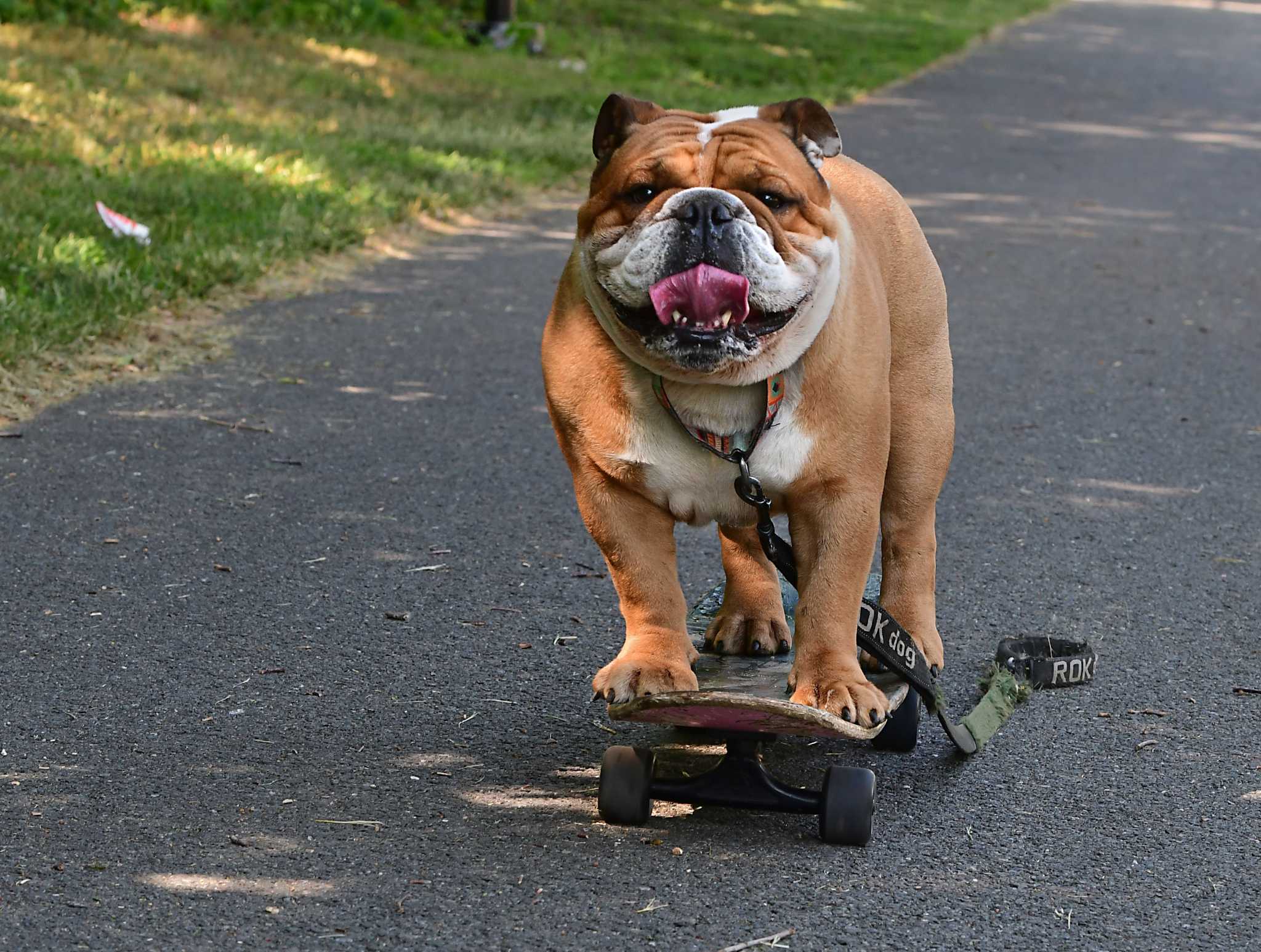 Meet Bruce, The Skateboarding English Bulldog From Cohoes Skate World
