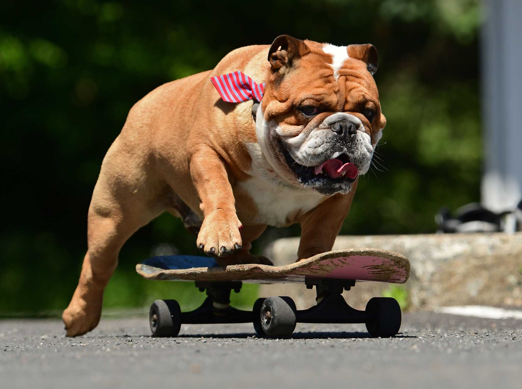 Subsidie rit Op en neer gaan Meet Bruce, the skateboarding English bulldog from Cohoes