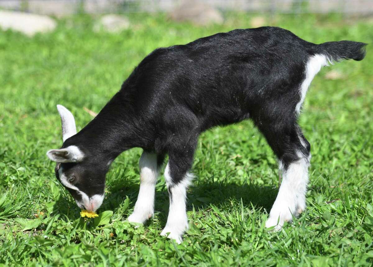 Baby goat French Toast smells a dandelion at the Stamford Museum & Nature's Heckscher Farm in Stamford.
