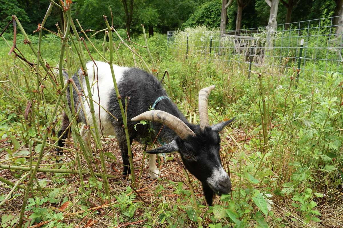 Ralph is a mixed breed goat that is helping rid Irwin Park in New Canaan of an invasive plant called knotweed. Picture taken July, 2020.