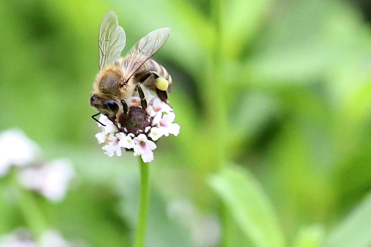 Story photo for Drought killed your yard? Native plants expert has some advice. (Opinion)