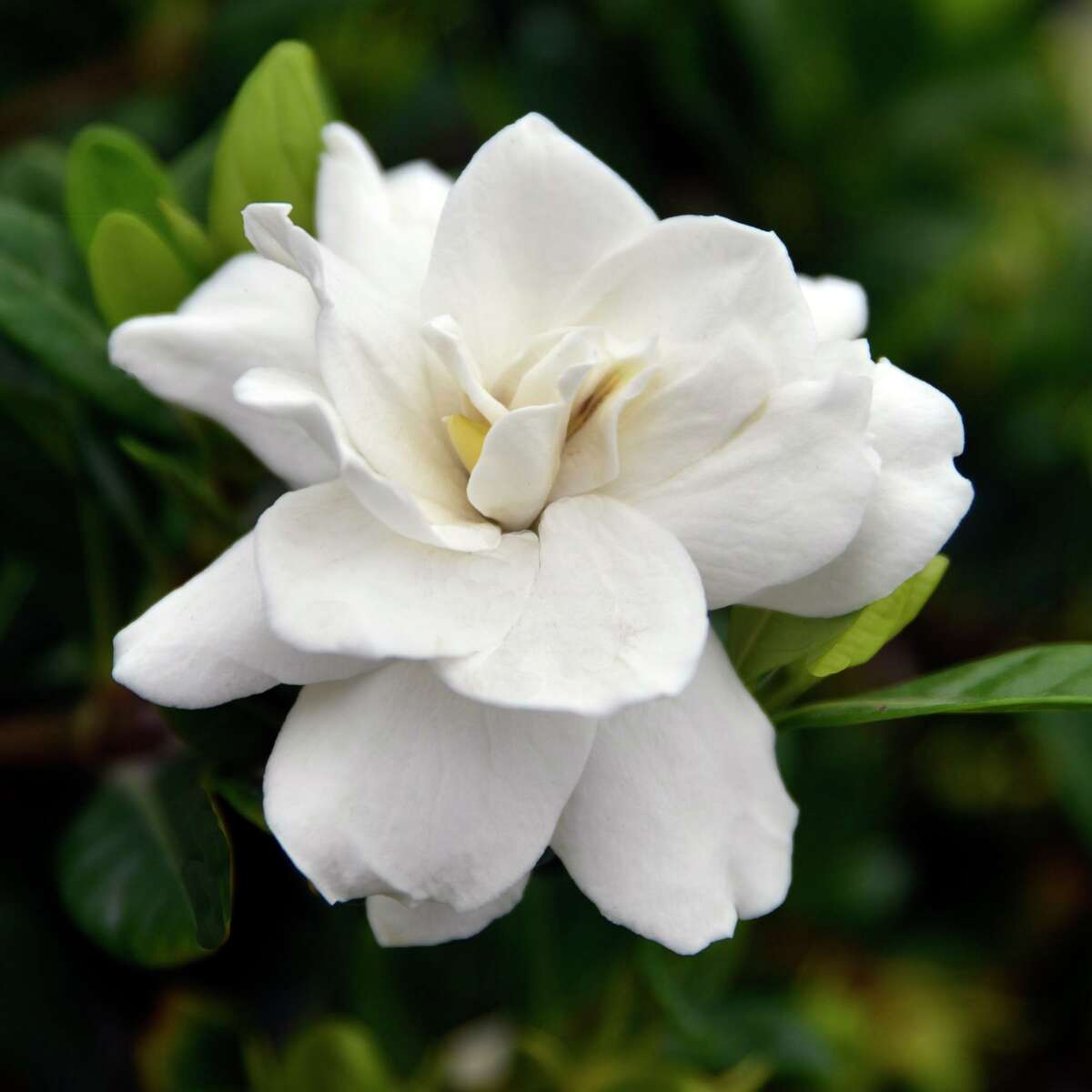 How to get gardenias to grow and thrive in South Texas despite its