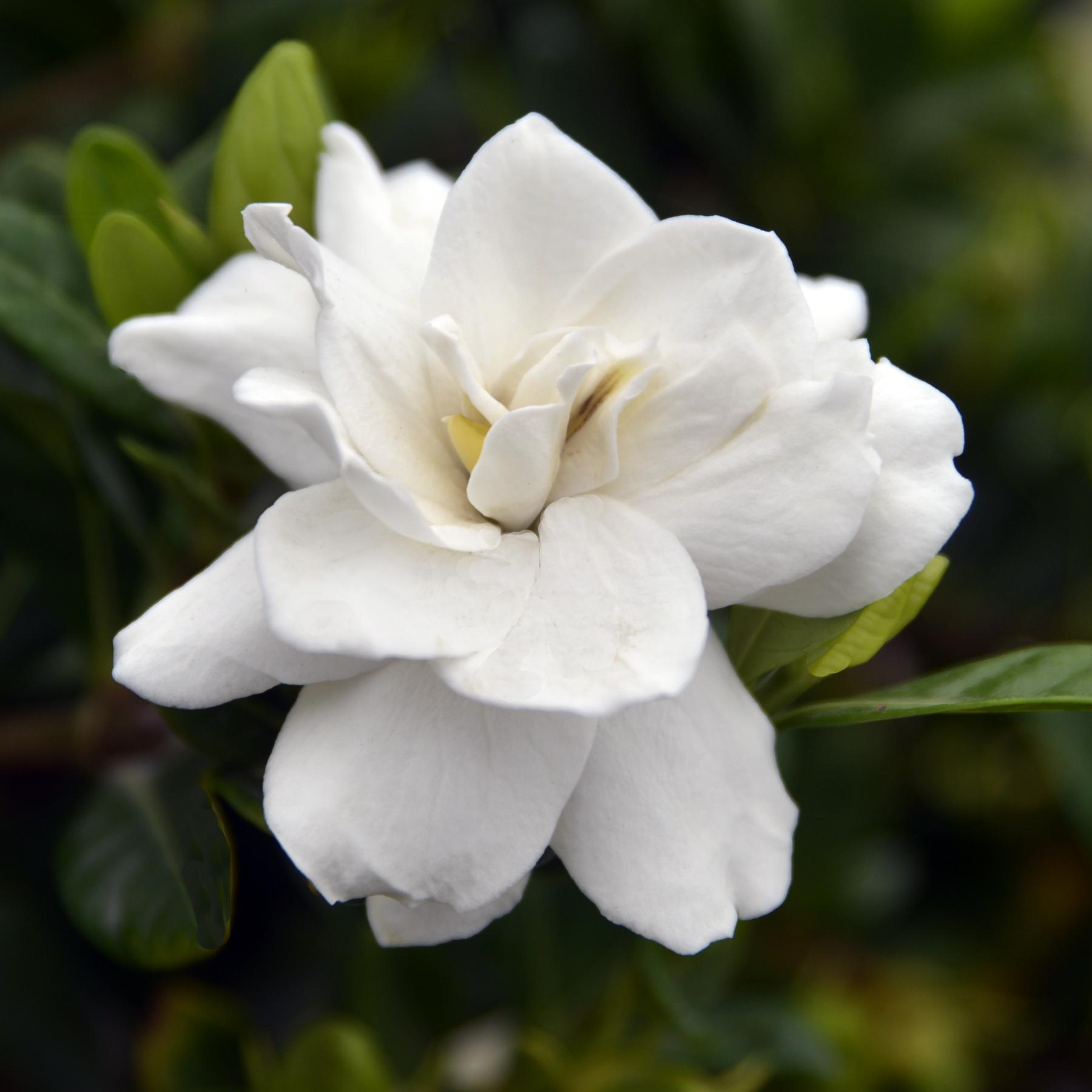 How to get gardenias to grow and thrive in South Texas despite its alkaline  soils