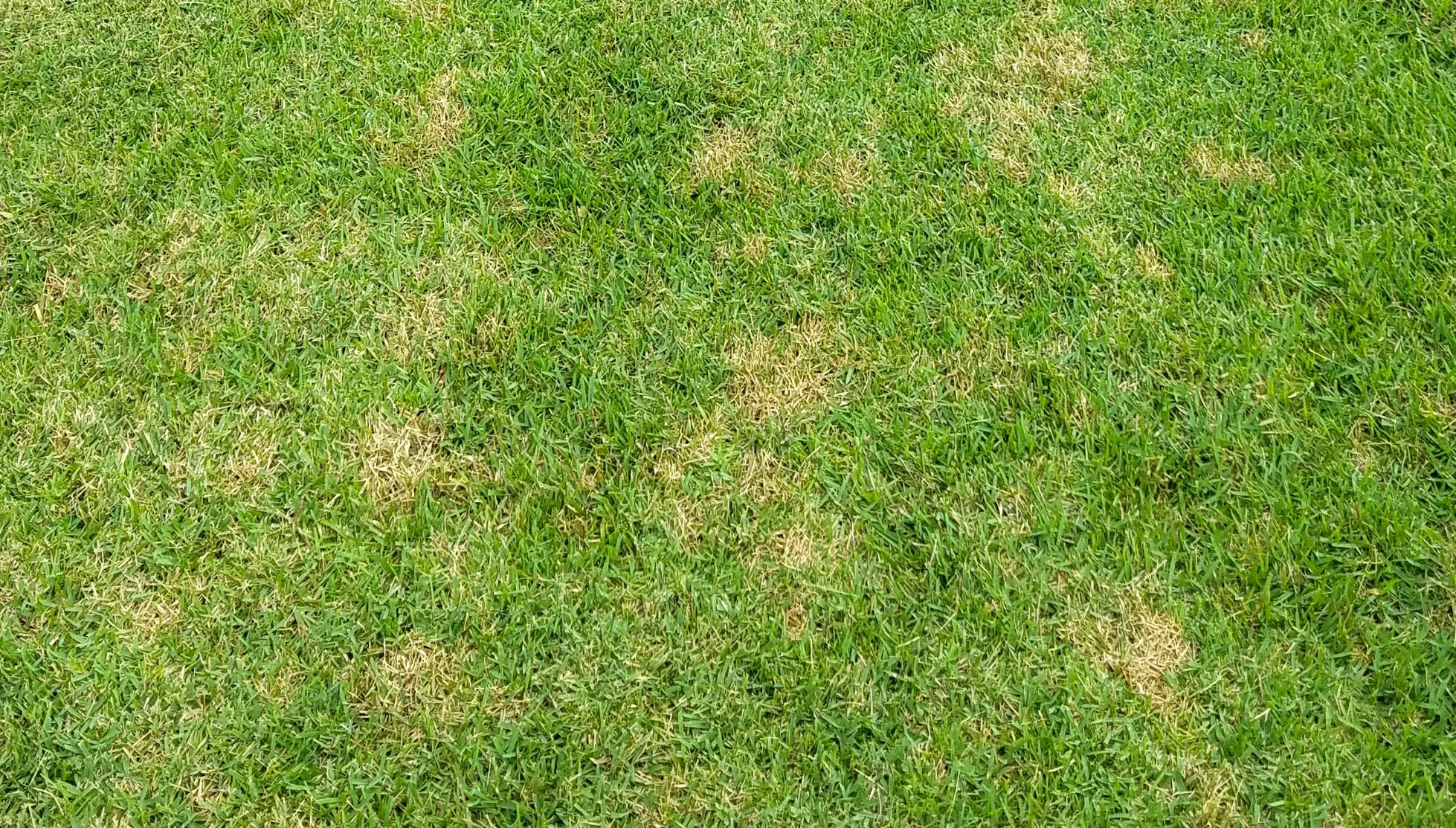 Turns Out Brown Patch Can Affect Zoysia Grass In Addition To St
