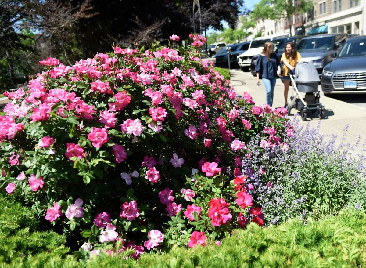 Greenwich's Jessica Brushett pushes her daughter, Emme, past a colorful array of flowers while chatting with her future sister-in-law Sarah Maxwell, visiting from Washington, D.C., along Greenwich Avenue in Greenwich, Conn. Thursday, May 27, 2021.