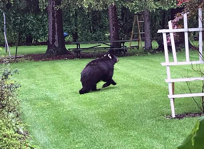 Police More bear sightings ‘causing alarm’ for Trumbull residents