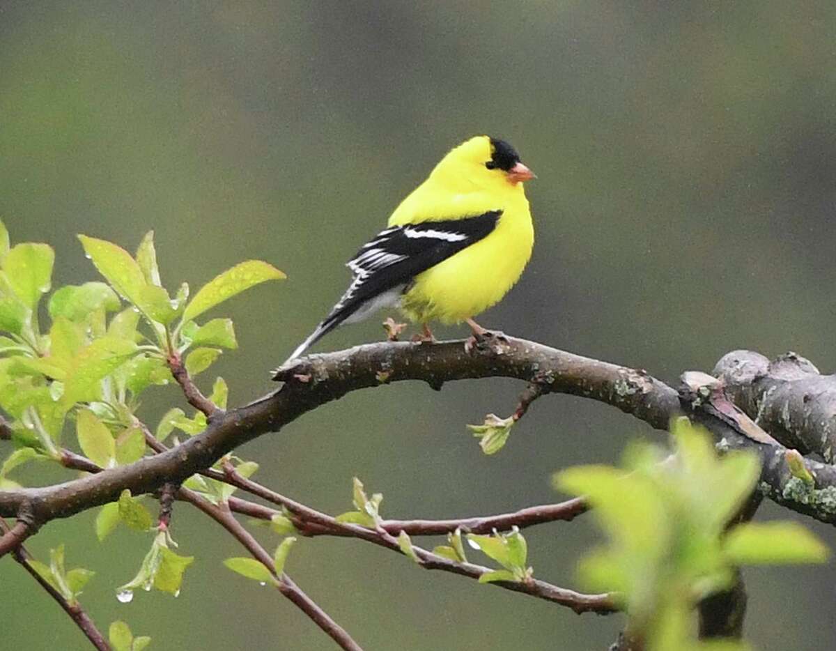A goldfinch perches on a tree at Audubon Greenwich in Greenwich.