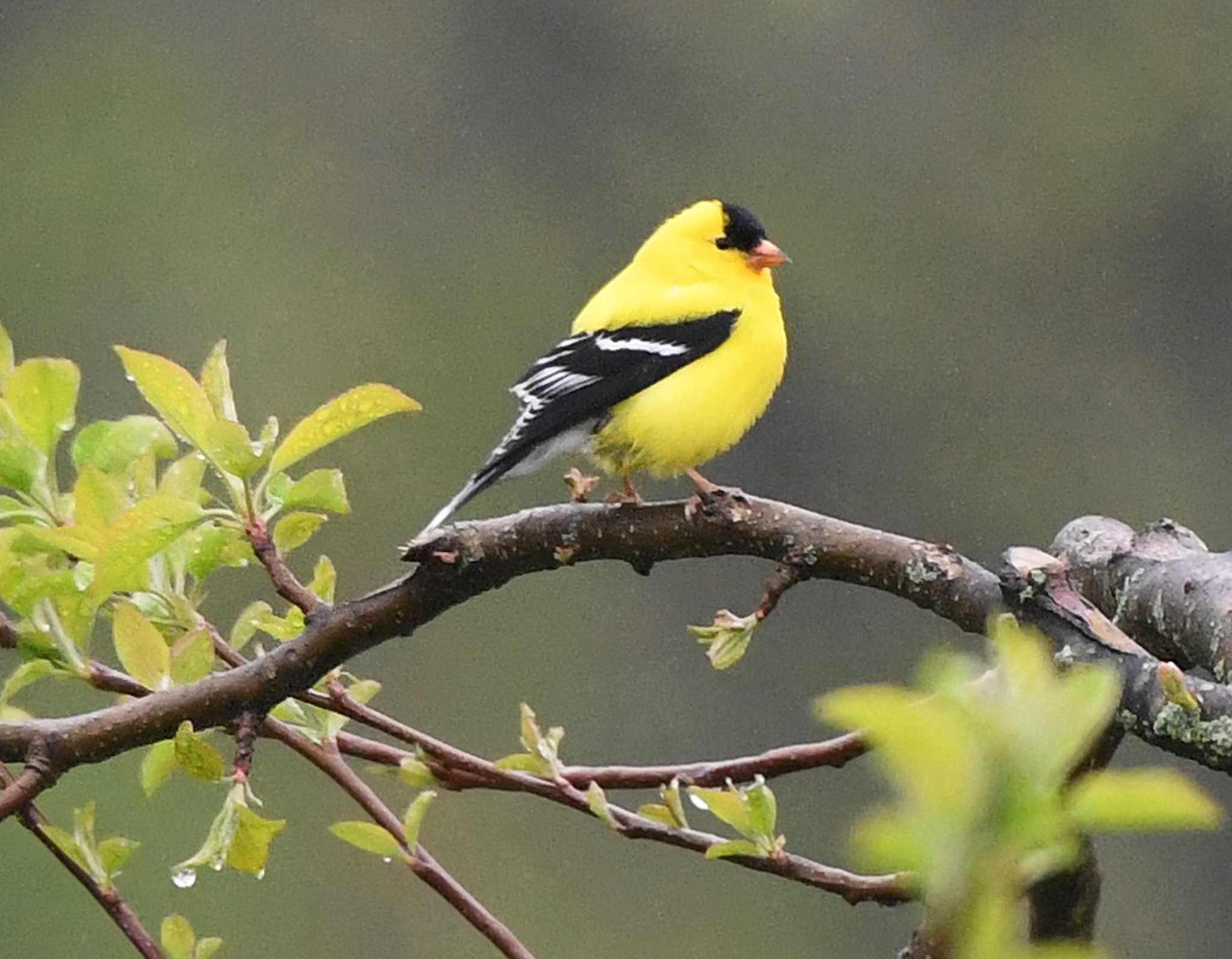 Spend your day with the birds at these CT birdwatching spots