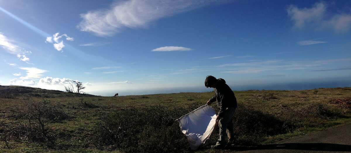 A research team led by Dan Salkeld of Colorado State University collects ticks using sheets of white flannel along the coast of Northern California, including in Point Reyes National Seashore.