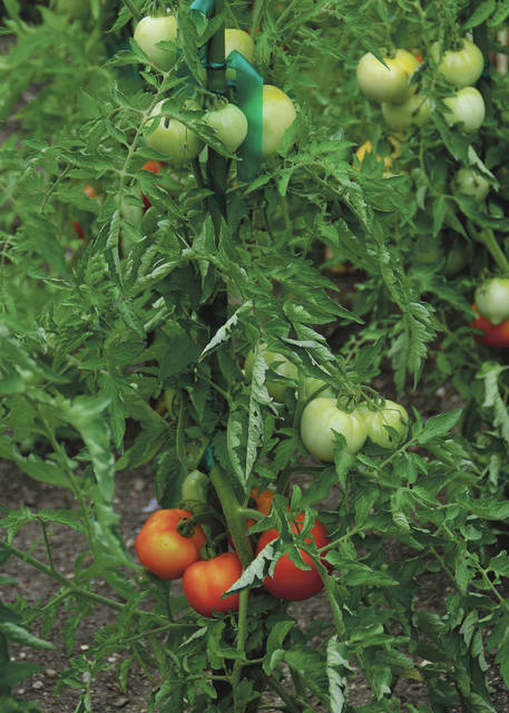 Garden-fresh vegetables help health - Vimarsana News