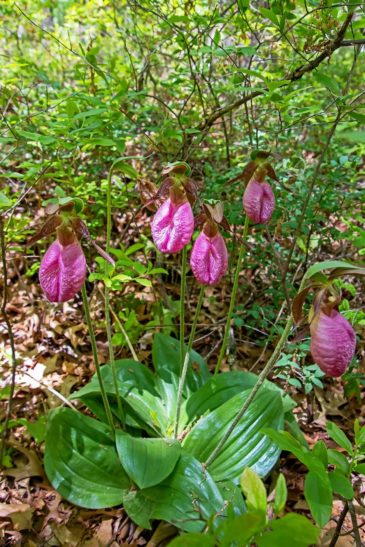 The Huron County Nature Center held its annual Lady's Slipper event May 30 and opened its new trail system.