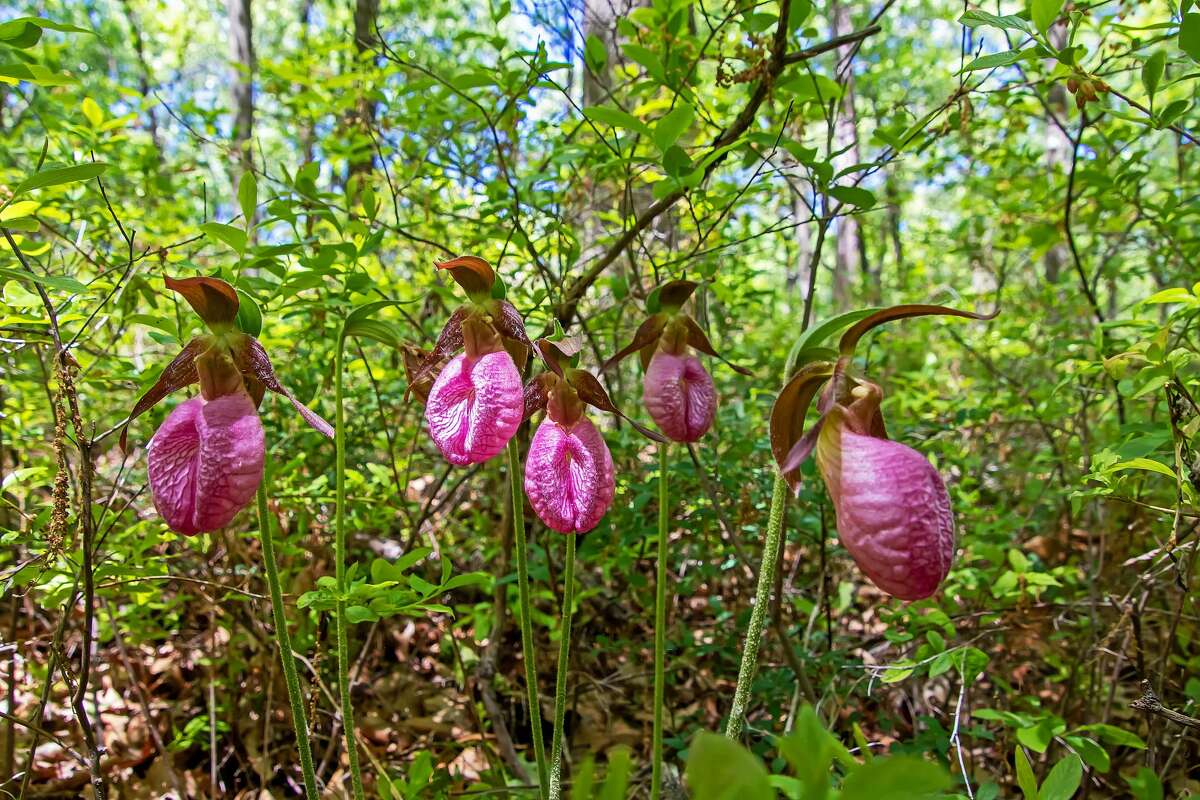 The Huron County Nature Center held its annual Lady's Slipper event May 30 and opened its new trail system.