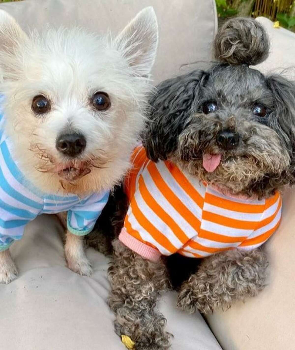 Two of Liz Harris' dogs, Rooney, 15, a Maltese, and Aldous, 17, a toy .