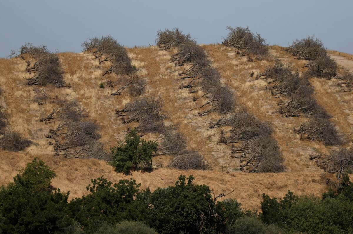 Rows of almond trees sit on the ground during an orchard removal project on May 27 in Snelling, Calif. As the drought emergency takes hold in California, some farmers are having to remove crops that require excessive watering due to a shortage of water in the Central Valley. 