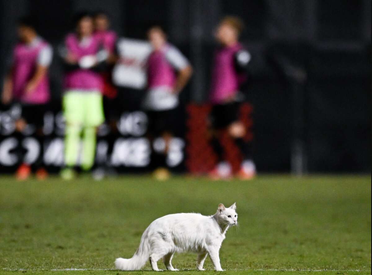 Safc Fans Got A Kick Out Of Adorable Delay Of Play