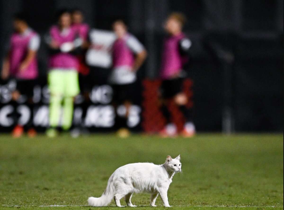 A white cat was one of the highlights during the South Texas Derby between San Antonio FC and Rio Grande Valley FC on Saturday. 