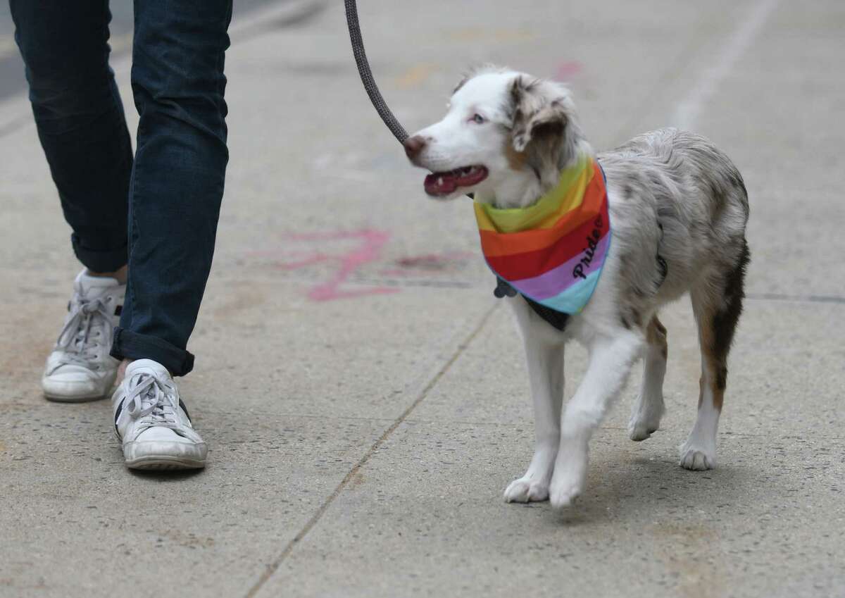 A dog wears a rainbow-colored bandana as an LGBTQ+ pride flag is raised outside the Government Center in Stamford, Conn. Tuesday, June 1, 2021. 