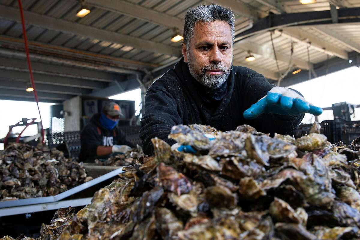 Raul Valenzuela bags oysters collected in Tomales Bay, near Hog Island Oyster Company in Marshall.