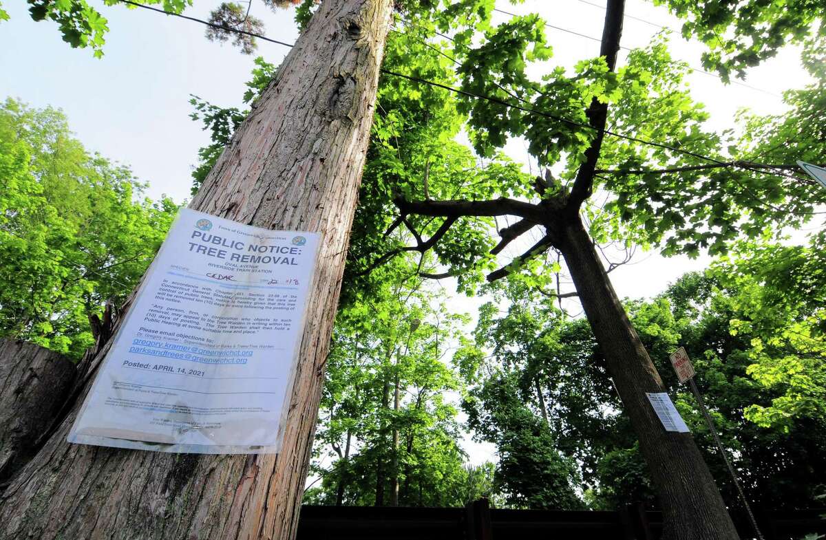 There are 21 trees at Oval Avenue at the Riverside Train Station that have been scheduled for removal in Greenwich, Conn., on Tuesday June 1, 2021. Eversource is looking to remove trees at this and several other locations around town as part of its maintenance program to keep big trees away from its wires.