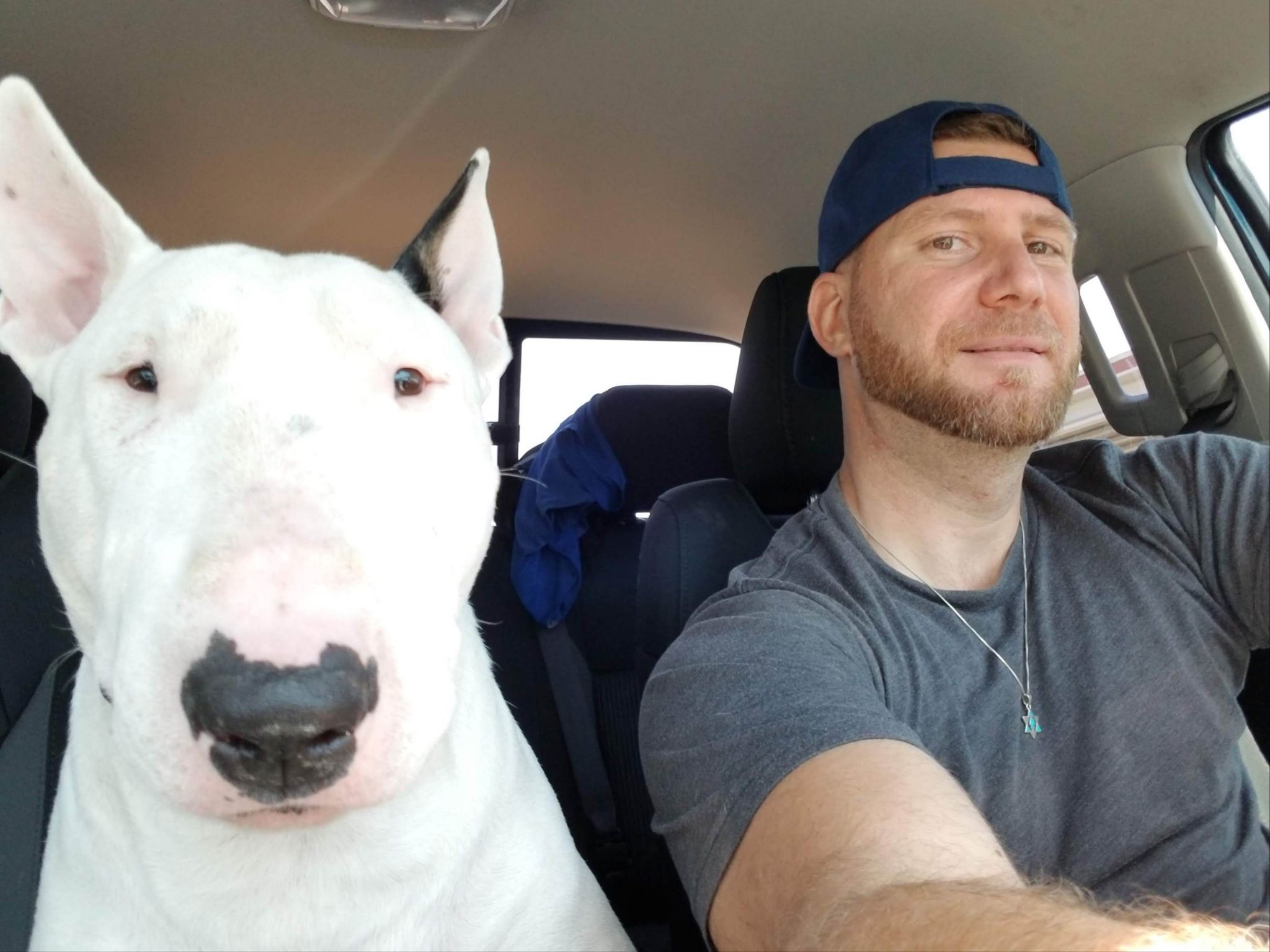 Lost online bull terrier