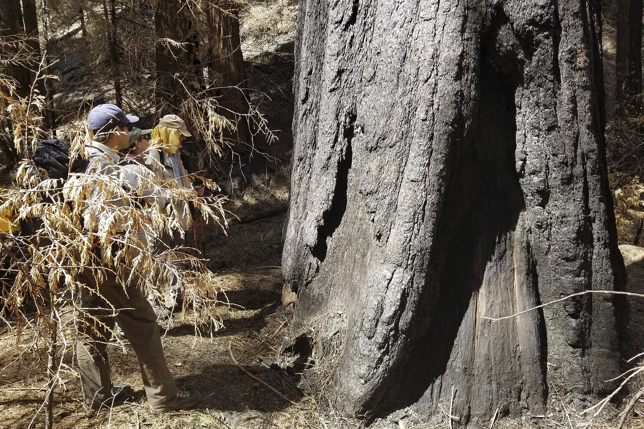 10% of world's giant sequoias killed in California's 2020 Castle Fire - Vimarsana News