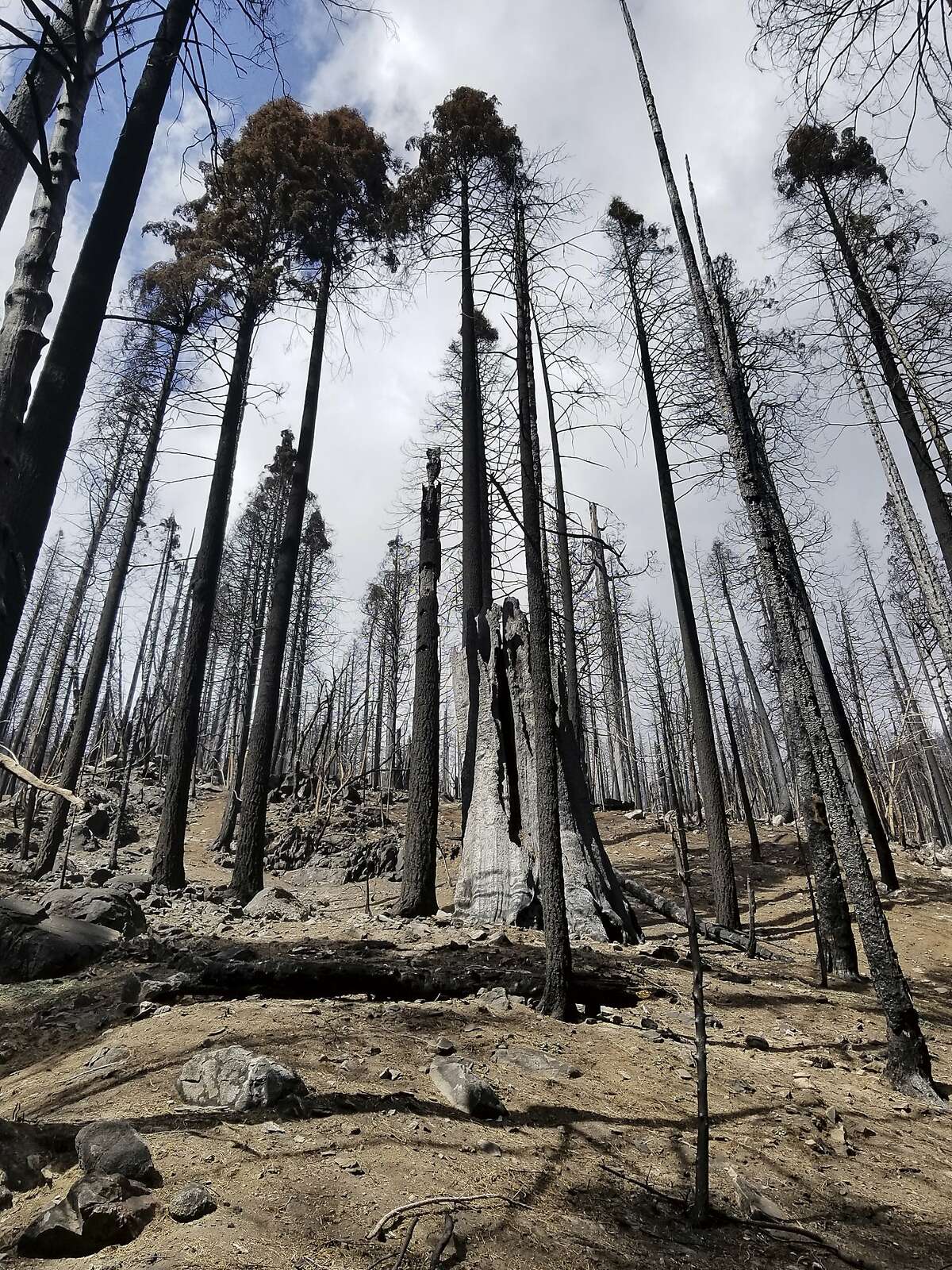 Last year’s Castle Fire took a toll on sequoias in the Board Camp Grove in Sequoia National Park, as seen in April.