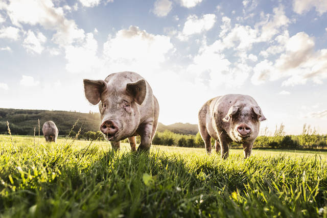 Commentary: Phil Borgic - Disaster looming for pig farmers - Vimarsana News