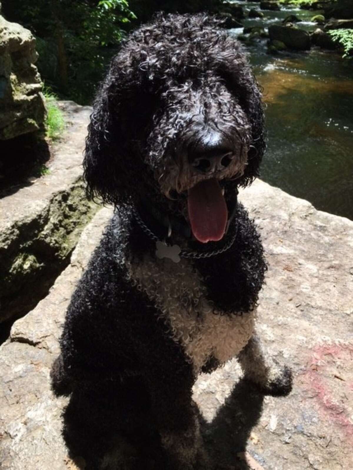 6 ways to hang out with your dog in Connecticut