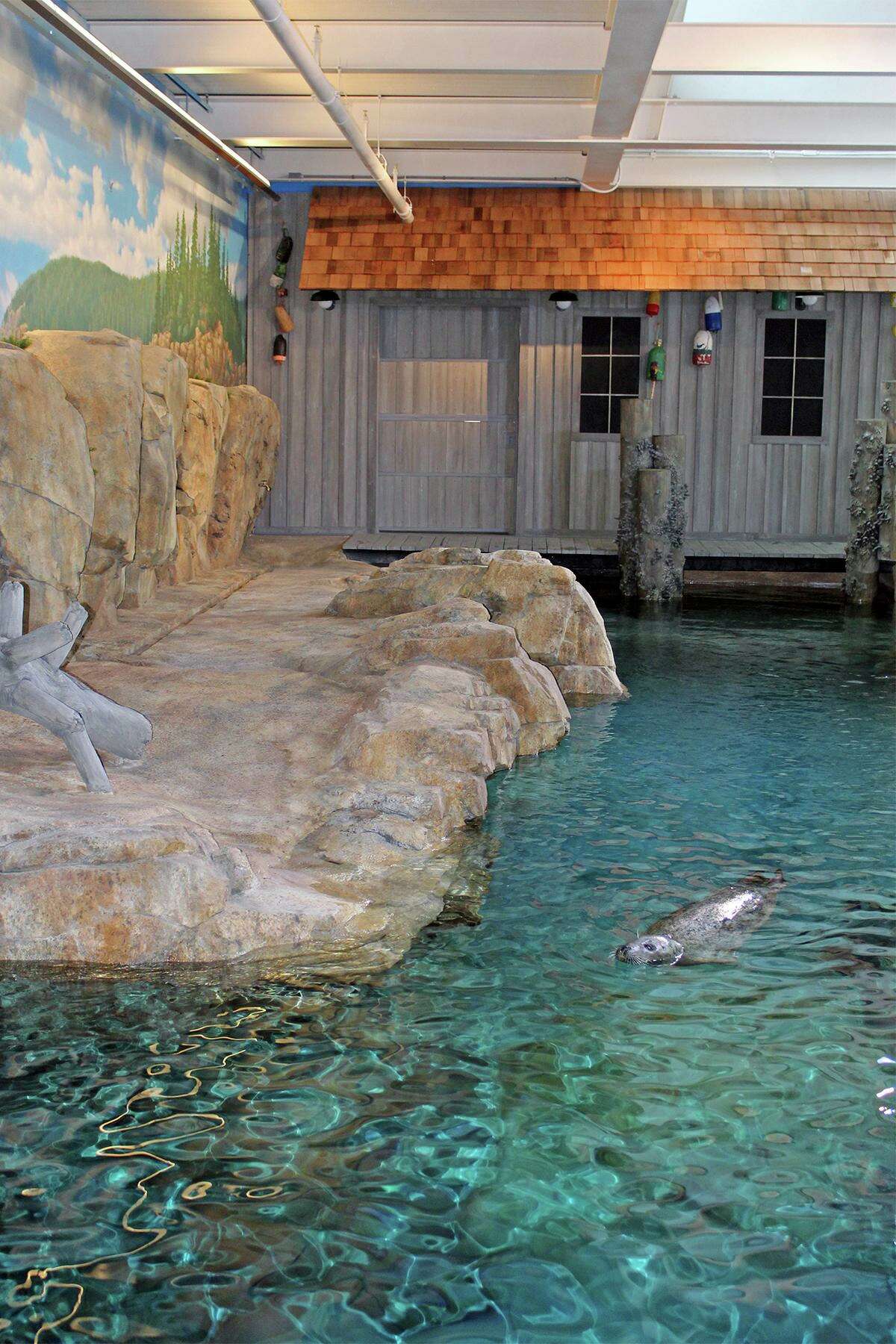 The Maritime Aquarium at Norwalk has a new seal exhibit that is more than seven times the size of the old exhibit.