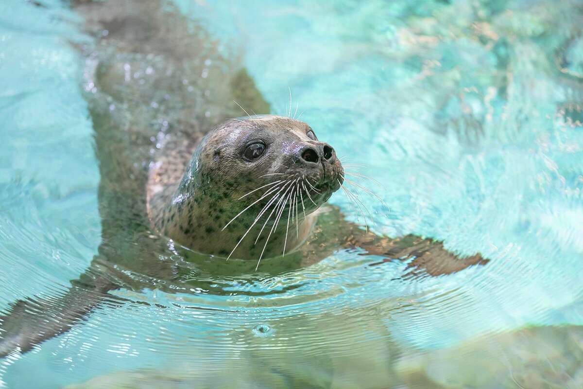 Maritime Aquarium to reveal their palacelike new seal exhibition on