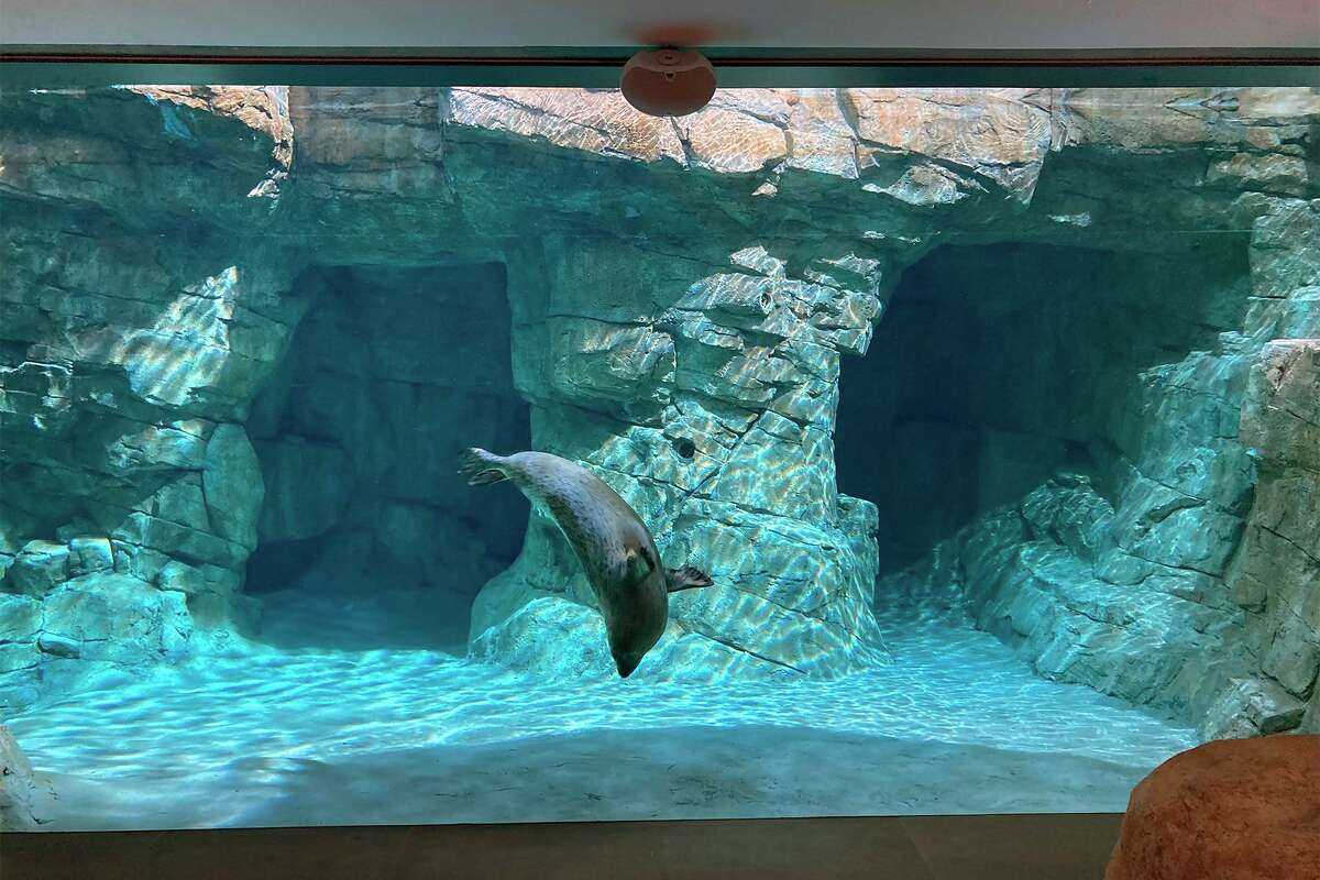 Maritime Aquarium to reveal their palacelike new seal exhibition on