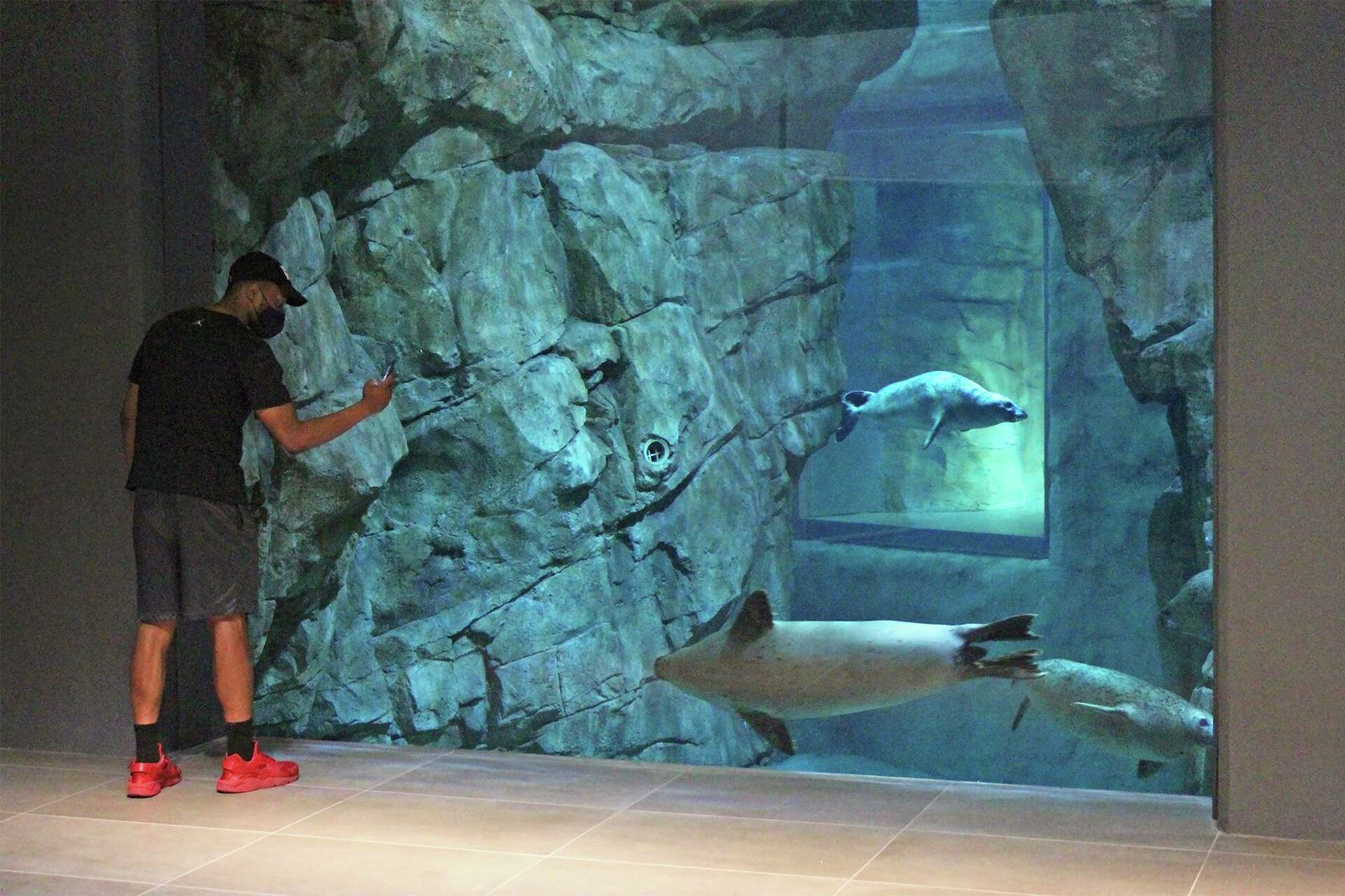 Maritime Aquarium to reveal their palace-like new seal exhibition on World  Oceans Day